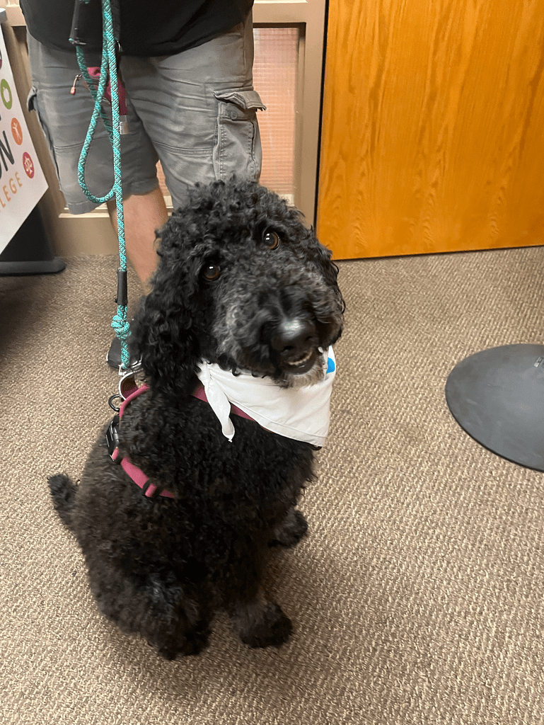 black poodle looking at camera